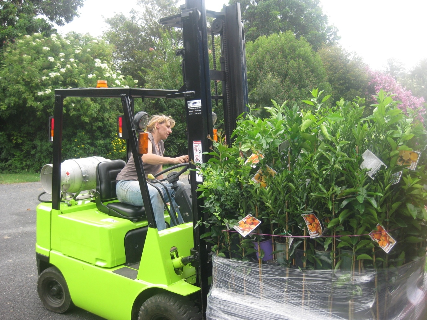 Sonja Engelhardt loading wholesale citrus trees for delivery.